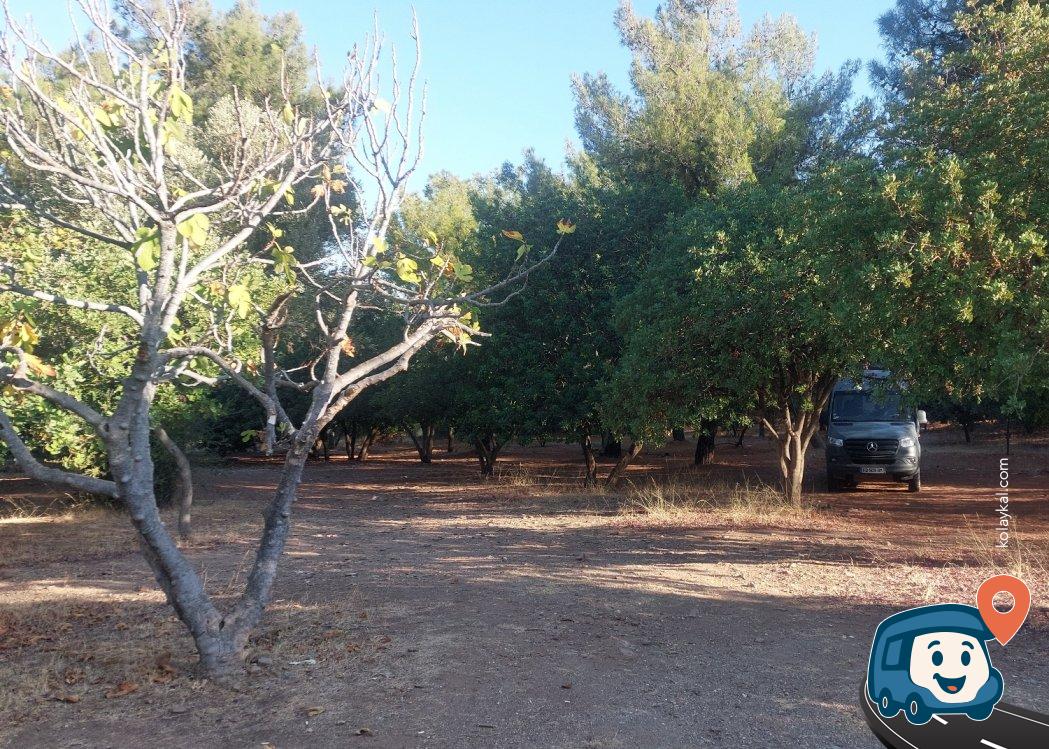 Güzelçamlı Mesire Alanı - Kuşadası, Aydın