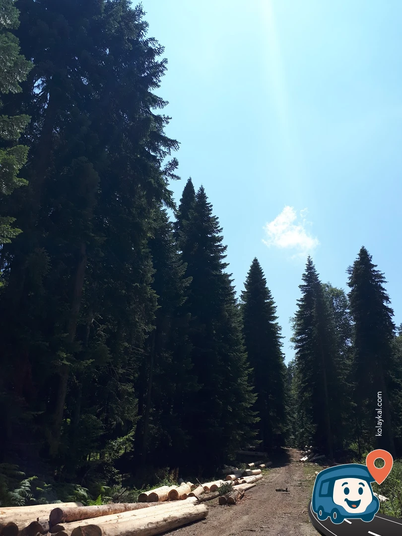 Pürenli Yaylası Kamp Alanı - Mudurnu, Bolu