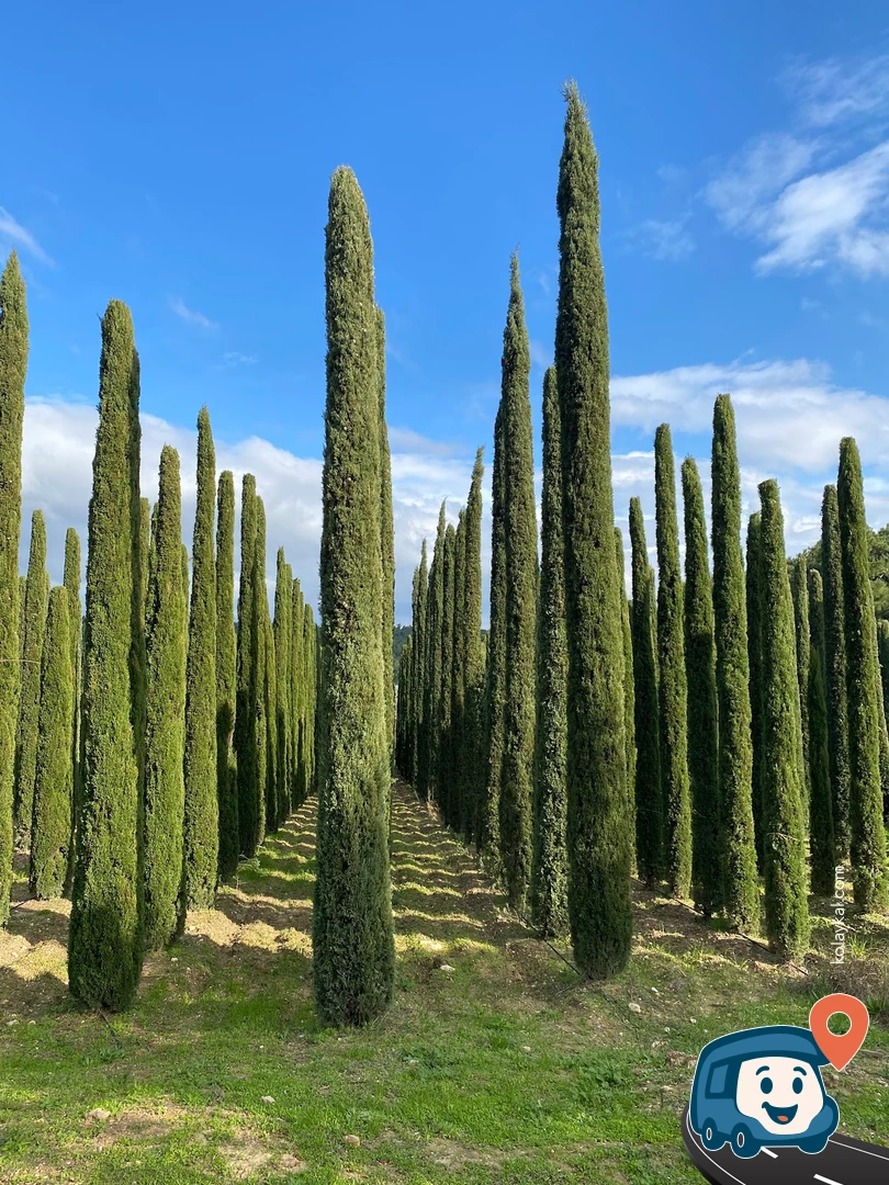 Uzbaş Arboretum - Urla, İzmir