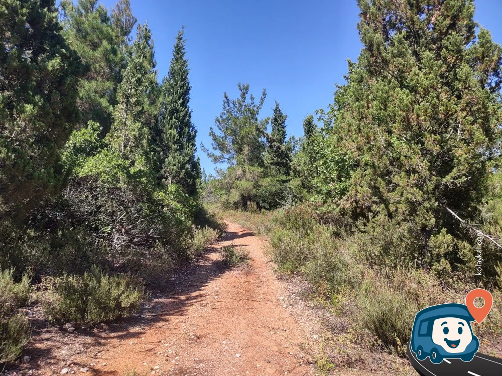 Çam Ormanı Vahşi Kamp Alanı - Lapseki, Çanakkale