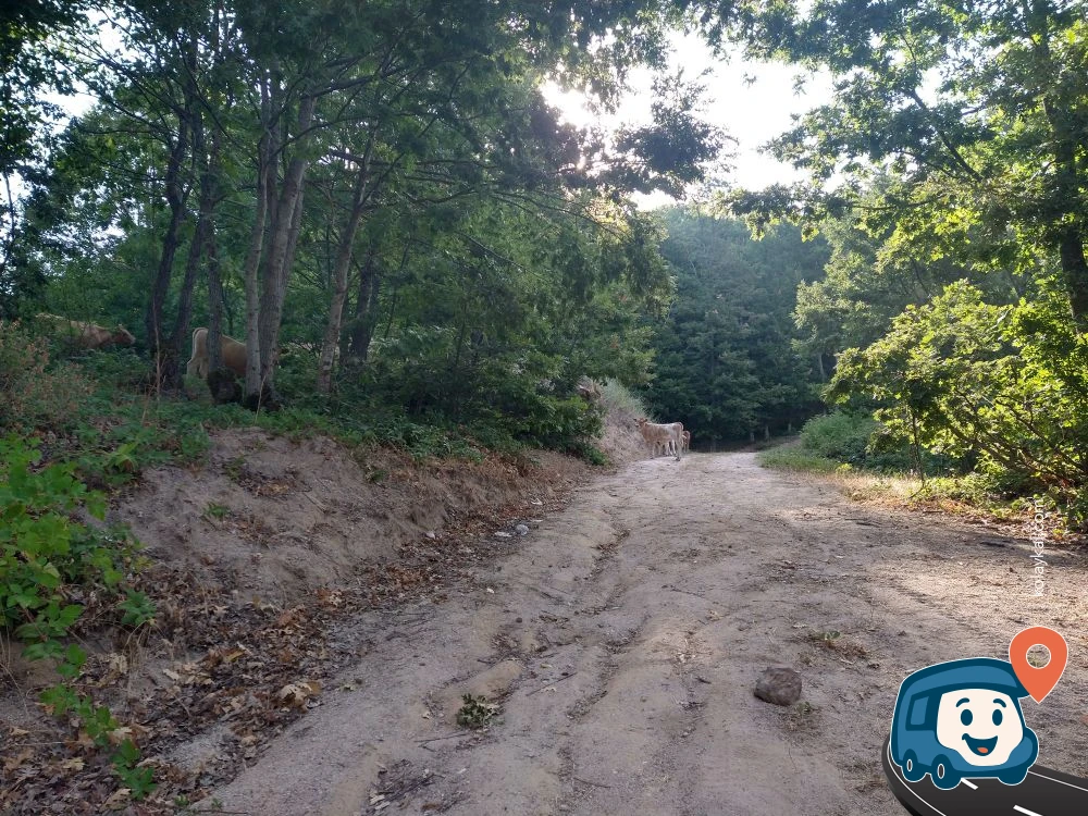 Çataldağ Göleti - Susurluk, Balıkesir
