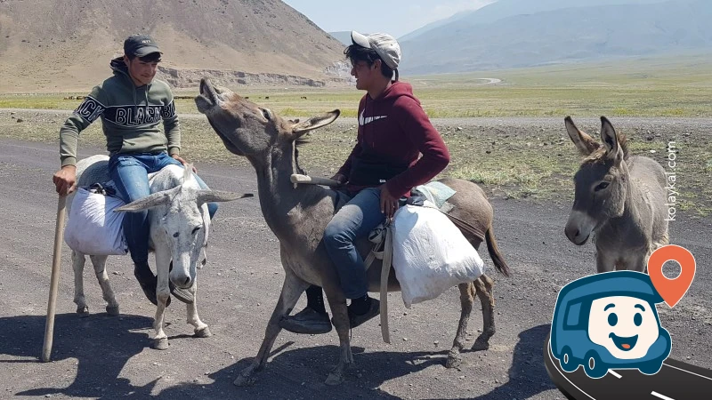 Ağrı Dağı Önünde Leylek Tarlası Vahşi Kamp Alanı - Doğubayazıt