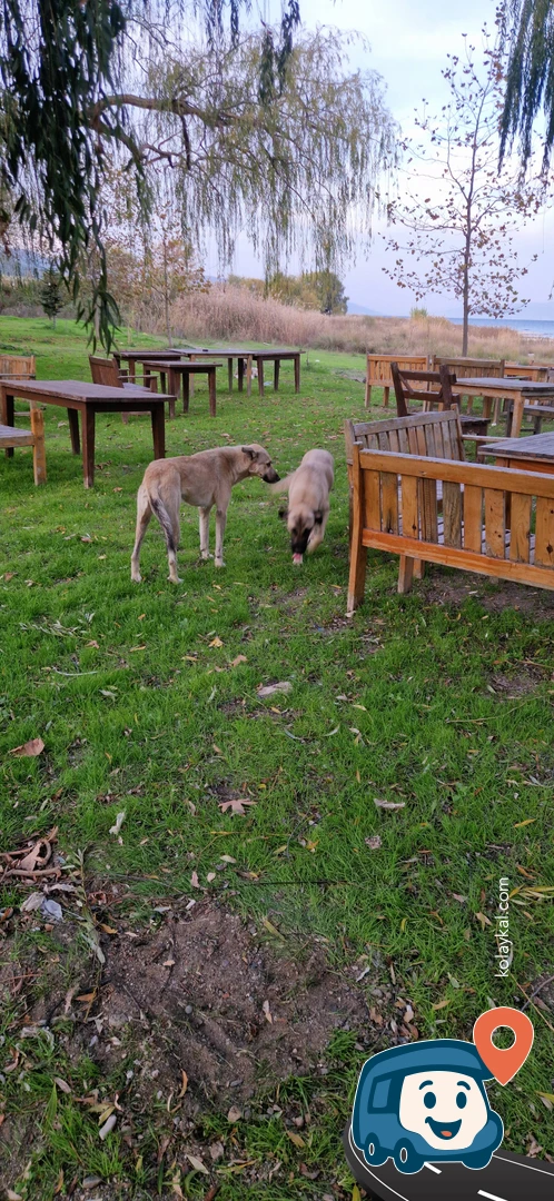 İznik Seyir Camping - İzni̇k, Bursa