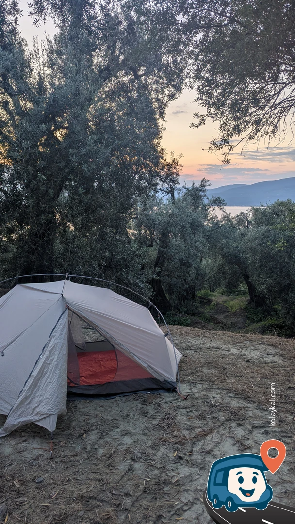 Zeytin Ağaçlarının Altı - Bandırma, Balıkesir